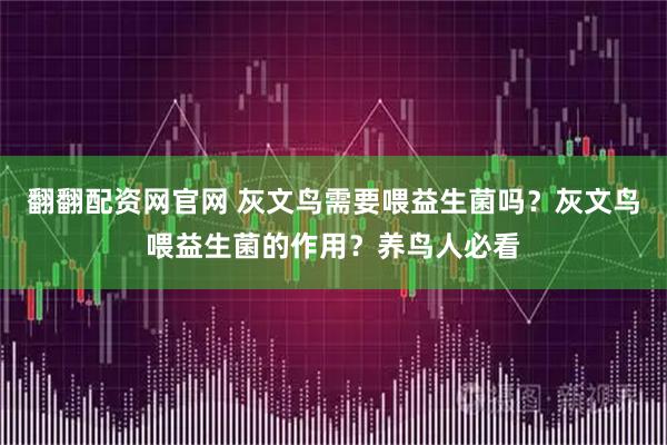 翻翻配资网官网 灰文鸟需要喂益生菌吗？灰文鸟喂益生菌的作用？养鸟人必看